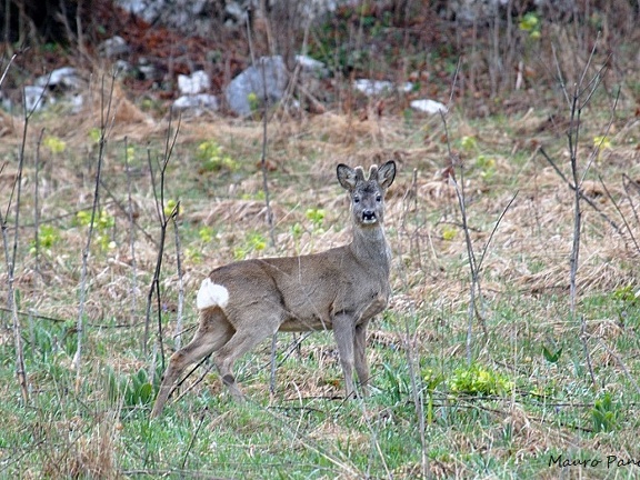 CAPRIOLO M.