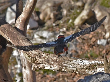 PICCHIO ROSSO MAGGIORE