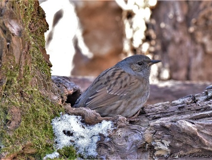 PASSERA SCOPAIOLA