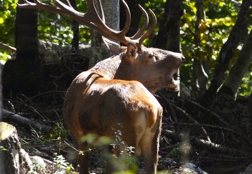 IL BRAMITO DEL CERVO M.