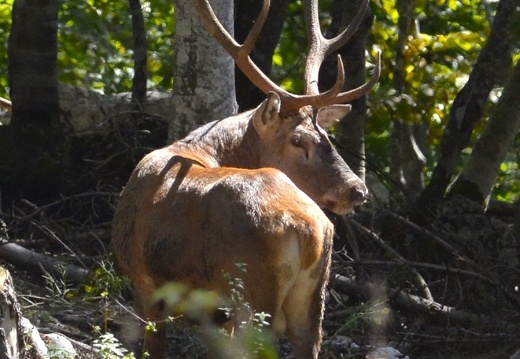 CERVO M.