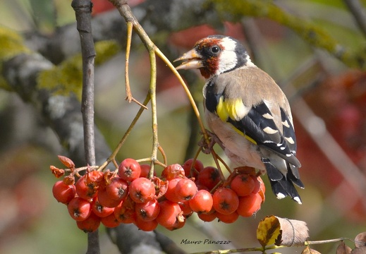 CARDELLINO