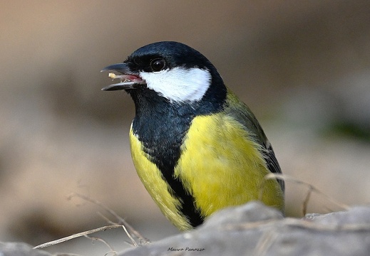 CINCIA ALLEGRA