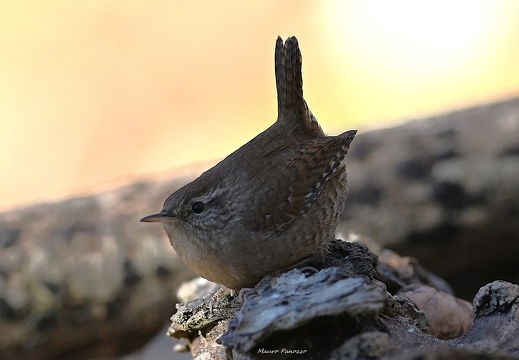 SCRICCIOLO 
