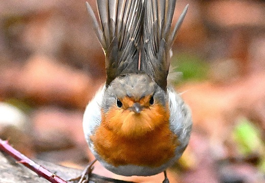 PETTIROSSO