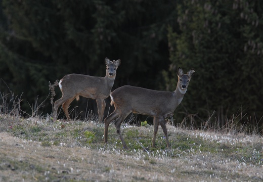 CAPRIOLI