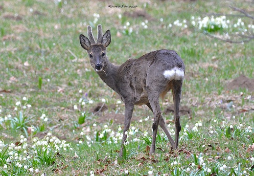 CAPRIOLO M.