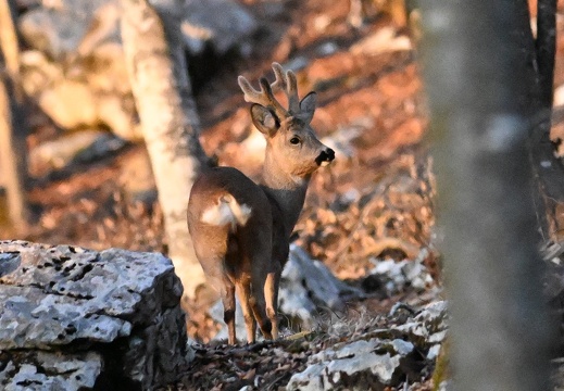 CAPRIOLO M.