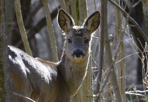 CAPRIOLO GIOVANE