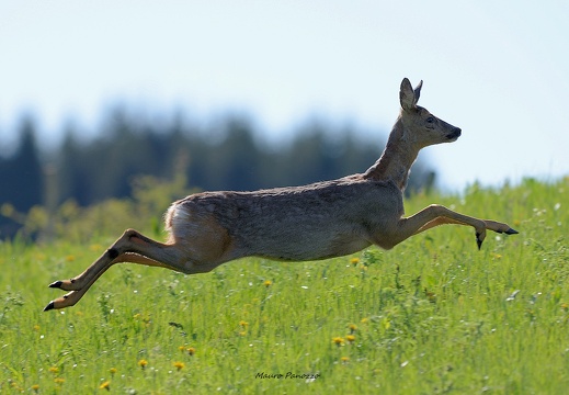 CAPRIOLO F.