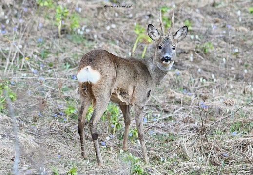 CAPRIOLO M.