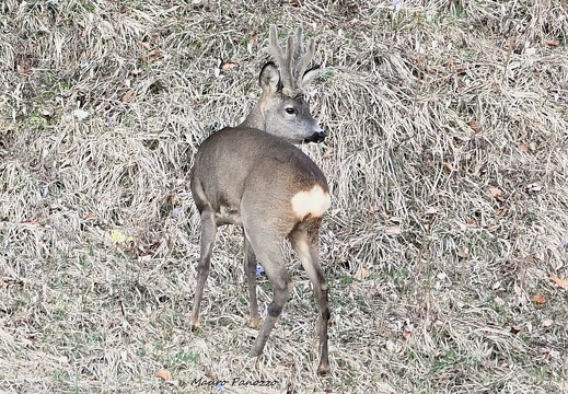 CAPRIOLO M.