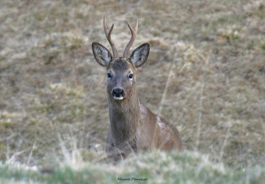 CAPRIOLO M.