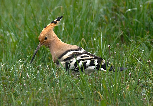 UPUPA