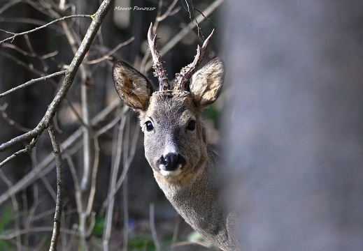 CAPRIOLO M.