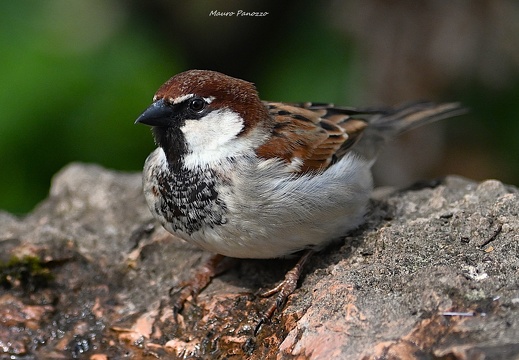 PASSERO MATTUGIA