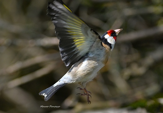 CARDELLINO 