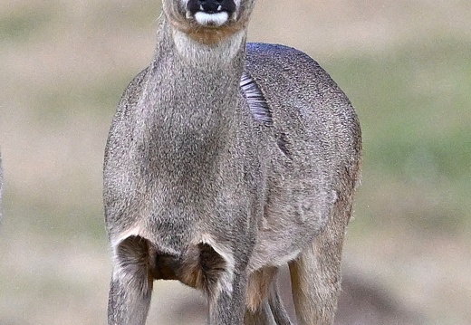 CAPRIOLO M.