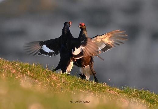 FAGIANI DI MONTE "FORCELLI"