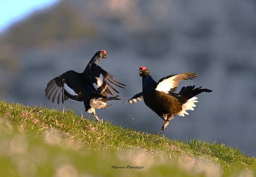 FAGIANI DI MONTE "FORCELLI"