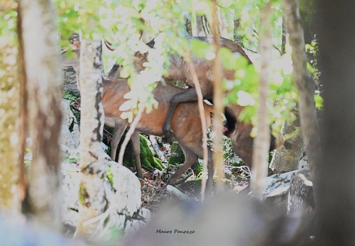 ACCOPIAMENTO DI CERVI