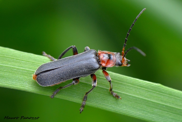 CANTHARIS FUSCA